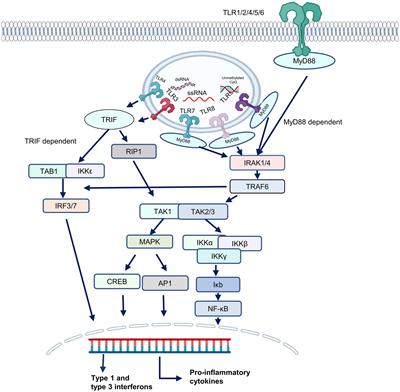 Toll-Like Receptors as a Therapeutic Target in the Era of Immunotherapies